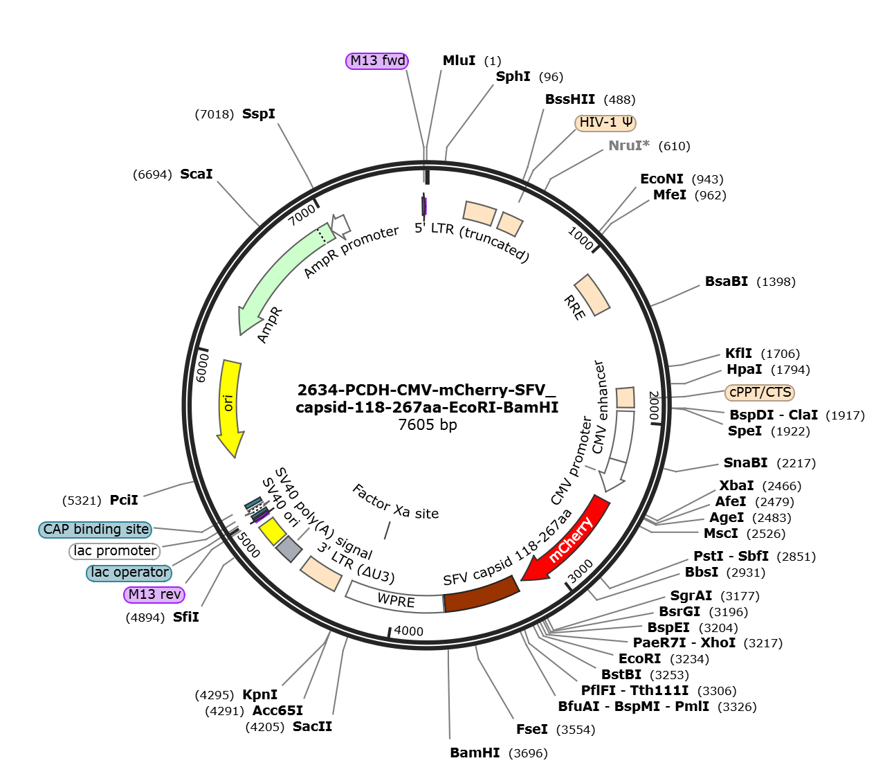 pCDH-CMV-mCherry-SFV capsid-118-267aa载体图谱.png